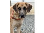 Adopt KoKo a Great Pyrenees, Hound