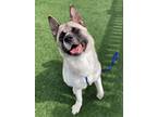 Adopt Noelle a Akita, Mixed Breed