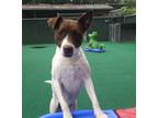 Adopt Mardi Gras --LOCAL a Hound, Pit Bull Terrier
