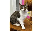 Adopt Clover a Domestic Short Hair