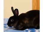 Adopt Kyleigh a Rex