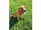 Adopt Kia a Mixed Breed
