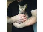 Adopt 3 kittens-Kimberly,Janey, Nellie a Domestic Short Hair
