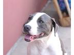 Adopt Girlfriend a Pit Bull Terrier