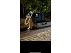Apolo Custom Trumpet (used)