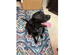 Adopt Junior a Labrador Retriever, Mixed Breed