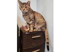 Adopt Samy a Domestic Short Hair, Tabby