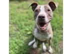 Adopt Riley a American Staffordshire Terrier