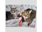Adopt Tator Tot & ShiTeah a Tabby, Domestic Short Hair