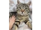Adopt Crouton a Tabby, Domestic Short Hair
