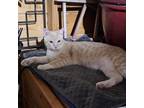 Adopt Friday a Domestic Short Hair