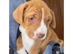 Adopt Chip a Beagle