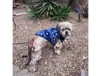 Adopt Seymour a Lhasa Apso, Shih Tzu
