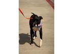 Adopt Brutus a Pit Bull Terrier, Mixed Breed