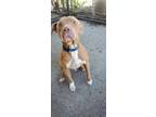 Adopt Granger a Pit Bull Terrier