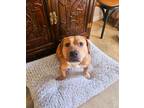 Adopt Venus a Pit Bull Terrier