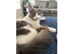 Adopt Izzy a Domestic Long Hair