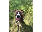 Adopt JOLENE a Boxer, Mixed Breed
