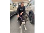 Adopt Lola a Pit Bull Terrier