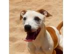 Adopt Rose a Mixed Breed