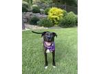 Adopt Jessie - Fostered-$25 a Labrador Retriever, Mixed Breed