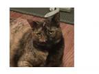 Adopt Tilly a Domestic Short Hair