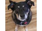 Adopt Rosa a Australian Shepherd, Australian Cattle Dog / Blue Heeler