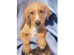 Adopt Trudy a Hound, Australian Cattle Dog / Blue Heeler