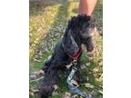 Adopt Rae a Cocker Spaniel