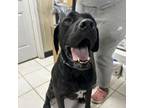 Adopt Cleo Dane a Great Dane, Labrador Retriever