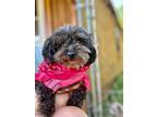 Adopt Camry a Shih Tzu