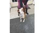 Adopt Otis a Pit Bull Terrier