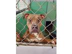 Adopt Ceaser a Pit Bull Terrier