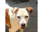 Adopt Romeo a Mixed Breed