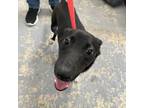 Adopt Timmy / 0187 a Black Labrador Retriever, Mixed Breed