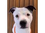 Adopt YAMS a Pointer, Samoyed