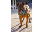 Adopt BUTTERS a Australian Kelpie, Shepherd