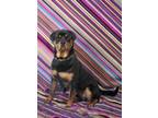 Adopt CAIN a Rottweiler