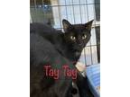 Adopt TayTay Anderson a Domestic Short Hair