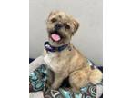 Adopt Sunny a Border Terrier, Pug