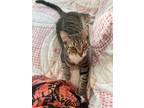 Adopt Stitch a Domestic Short Hair