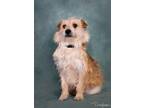 Adopt Chuck a Cairn Terrier