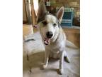 Adopt Goose a Siberian Husky