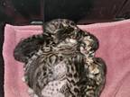 Cameo Litter