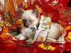 Siamese Himalayan