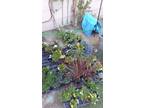 Flowers, planters, vegis