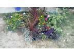 Flowers, planters, vegis, yard decor