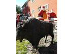 Bronze Full Size Buffalo Statue