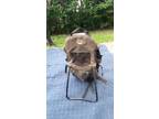 baby carrier. 4-Strollers, toys and clothes