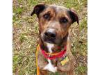Adopt Delgada a Plott Hound, Labrador Retriever